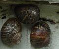 2008-0510_1615_Snails_26.1_C